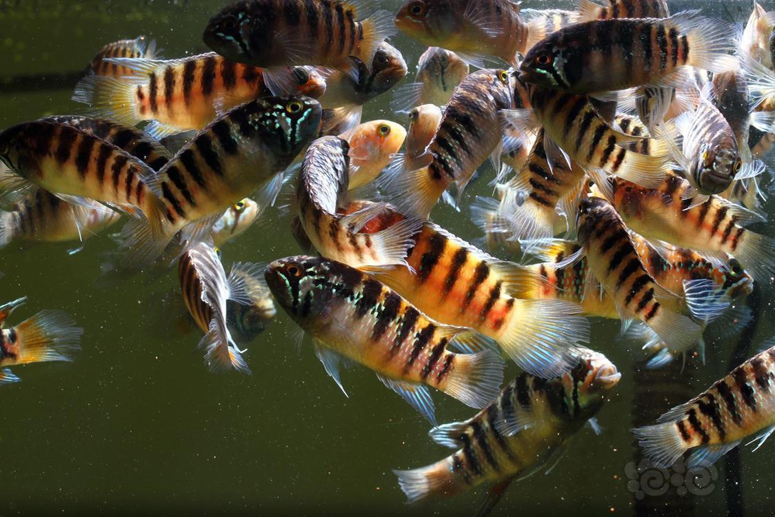 短鲷龙纹短鲷大混养