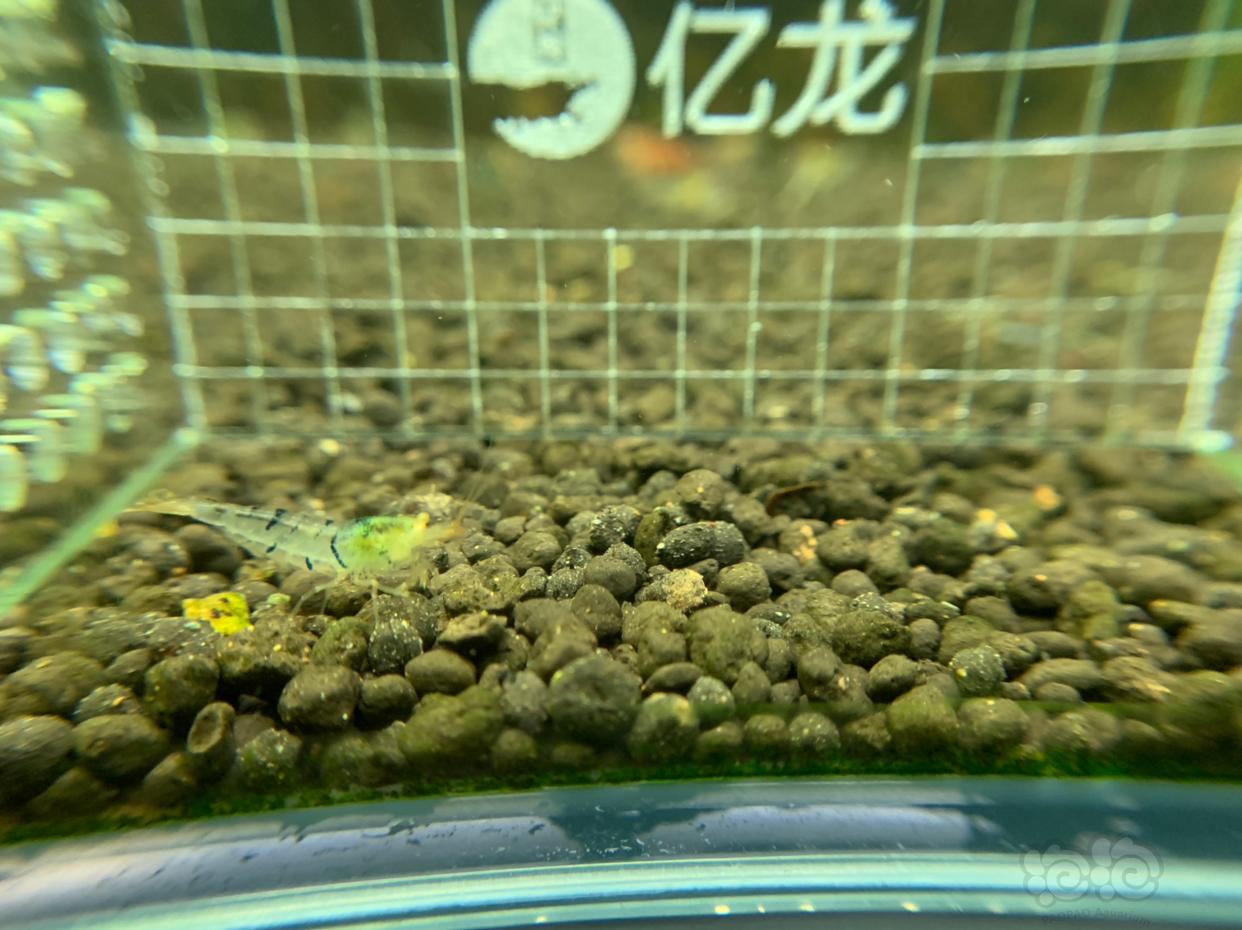 【虾】2019-02-27#RMB拍卖金眼水晶虾5只   -1-图4