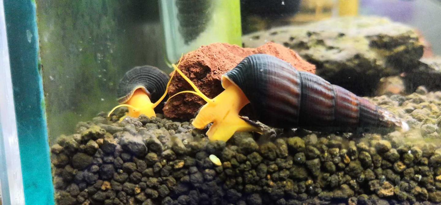 又就缸六只苏螺