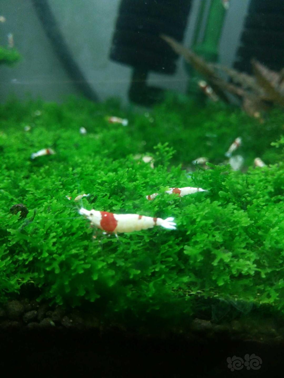 出红白水晶虾，厚白，红白腿-图4