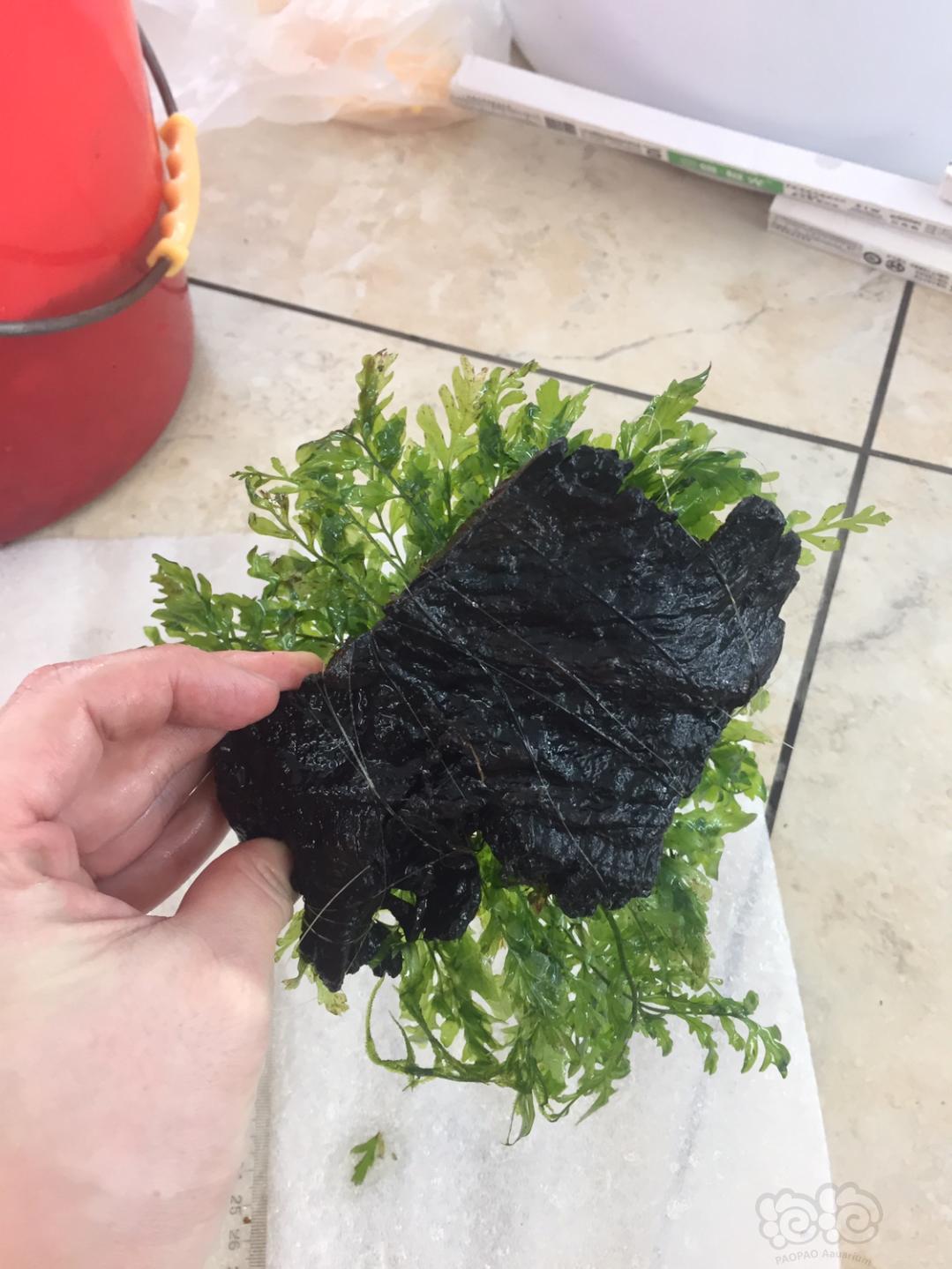 【用品】2019-02-27#RMB拍卖沉木黑木蕨一份-图3