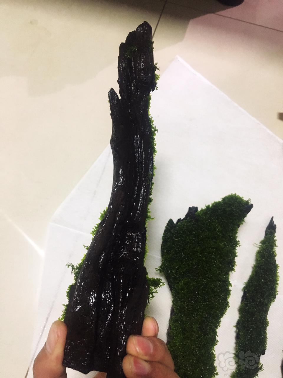 【水草】2019-02-26#RMB拍卖珊瑚沉木莫斯4块-图5