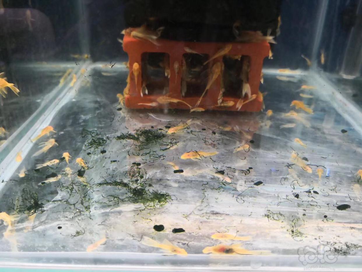 【用品】2019-02-22#RMB拍卖小球藻片一罐80g水晶虾/观赏螺，素食异形胡子大帆功能型饲料-图6