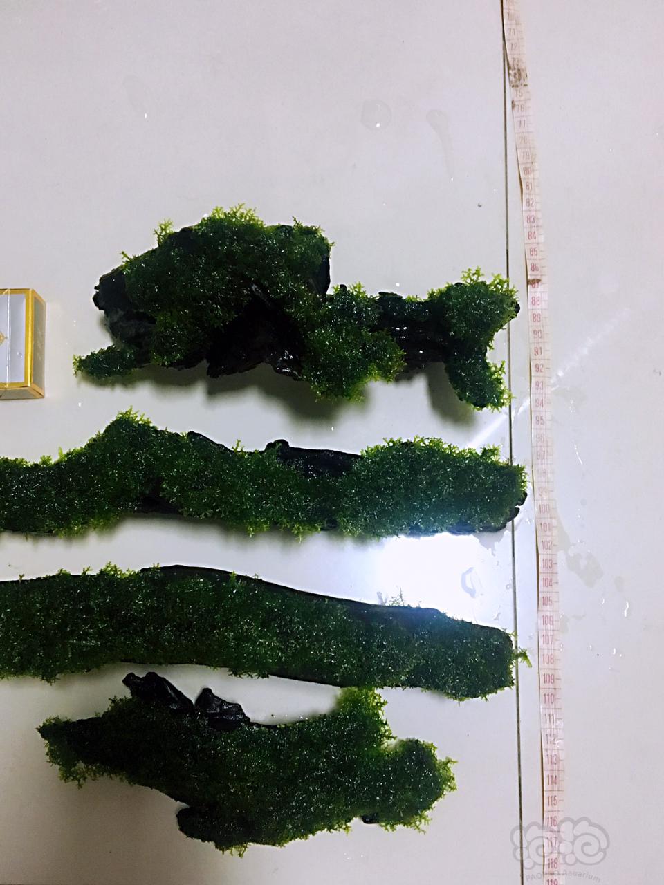 【水草】2019-02-28#RMB拍卖珊瑚沉木4块-图3
