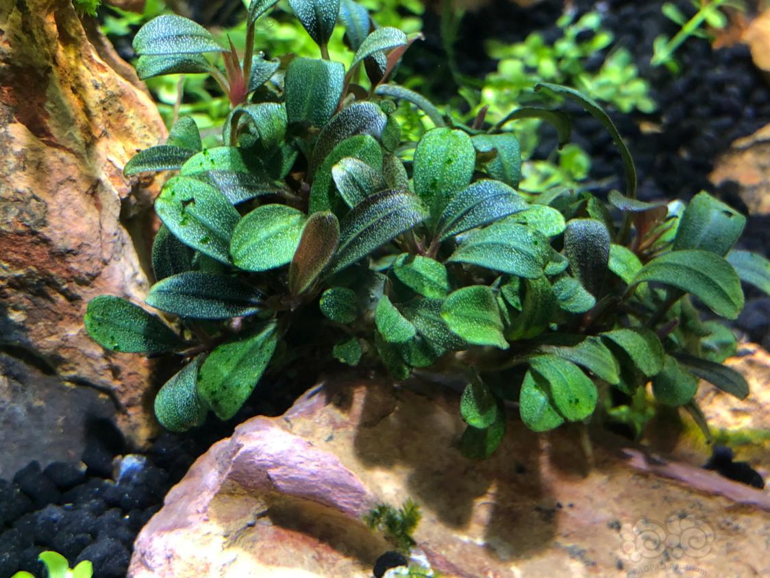 绿斑藻怎么处理求助