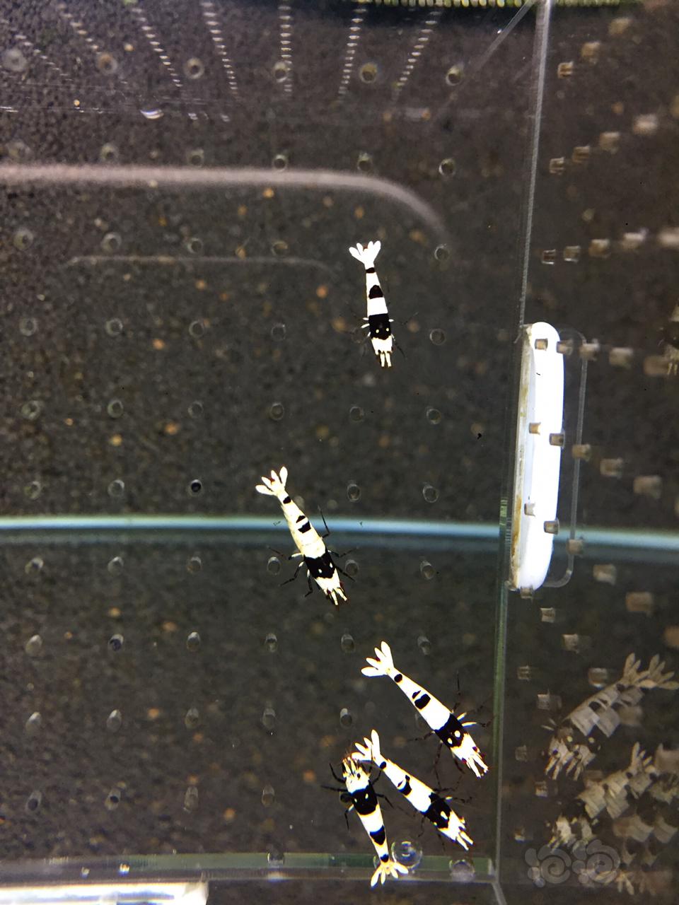 【虾】2019-03-30#RMB拍卖黑白水晶繁殖成虾10只-图5