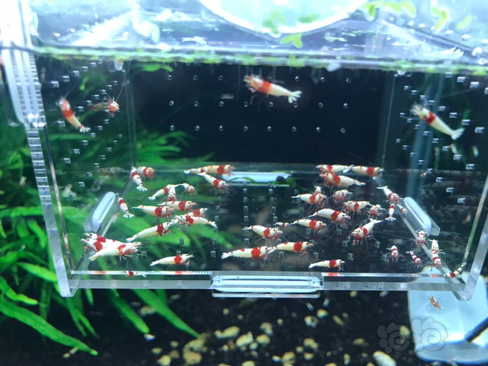 【虾】2019-03-18#RMB拍卖纯血红白水晶虾40 只一份-图2