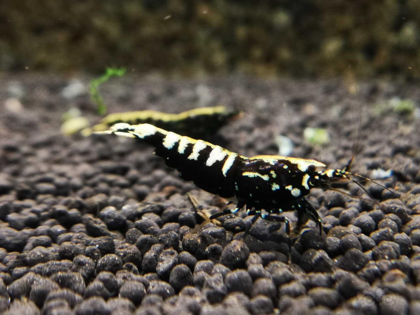 20190305rmb拍卖银河鱼骨水晶虾4只