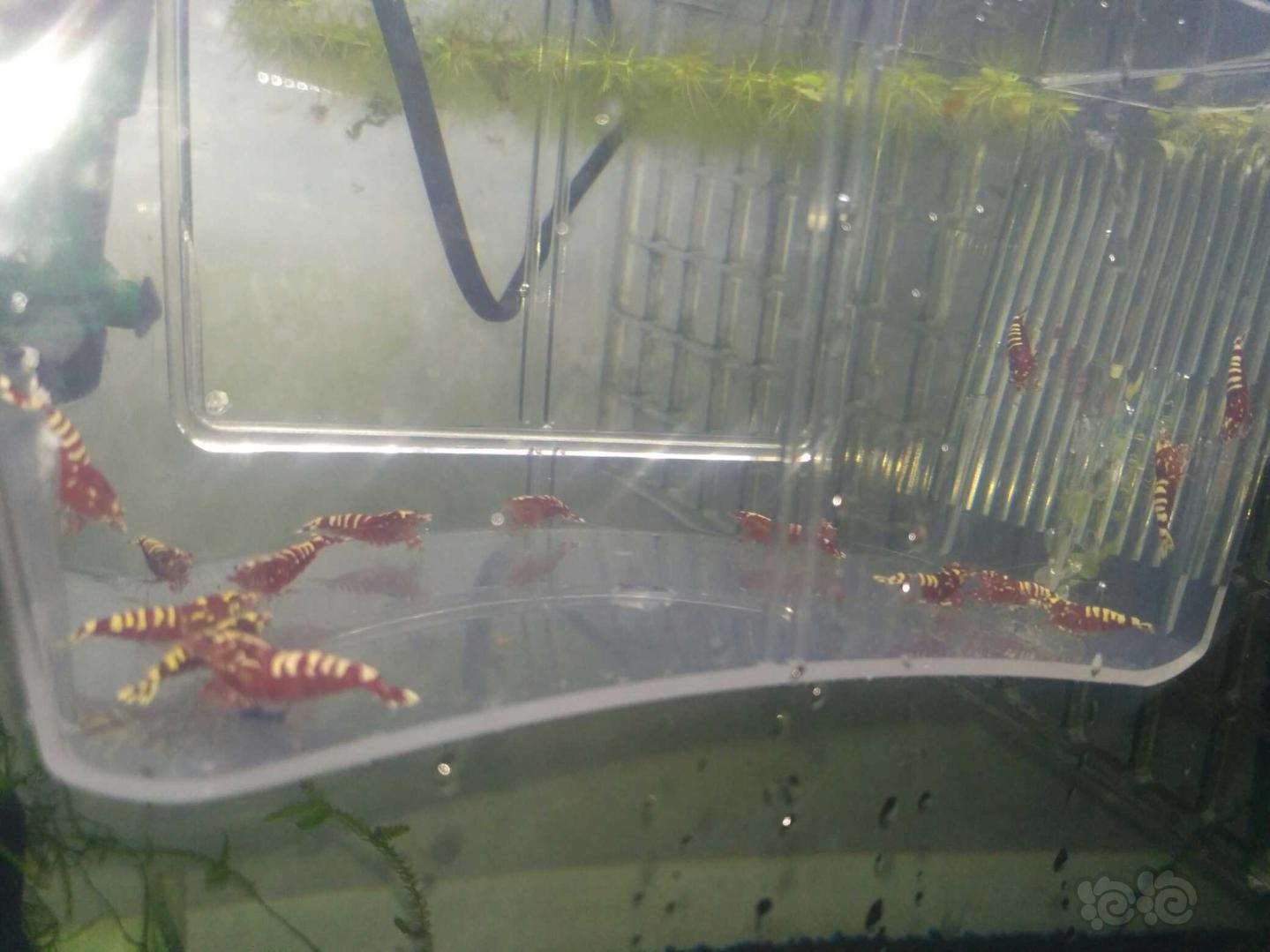 【虾】2019-03-19#RMB拍卖红银河水晶虾一份20只-图1