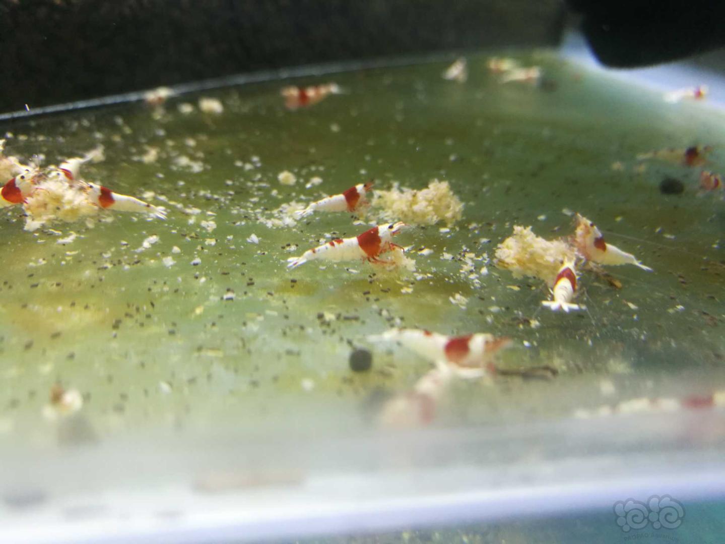 【热带鱼】出水晶虾，珍珠鼠鱼，鸿运当头孔雀鱼-图5