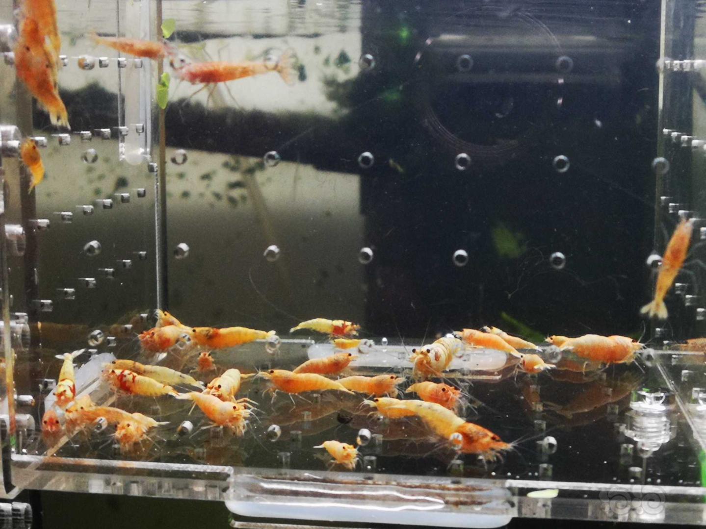 【虾】2019-03-04#RMB拍卖白金水晶虾50只-图1