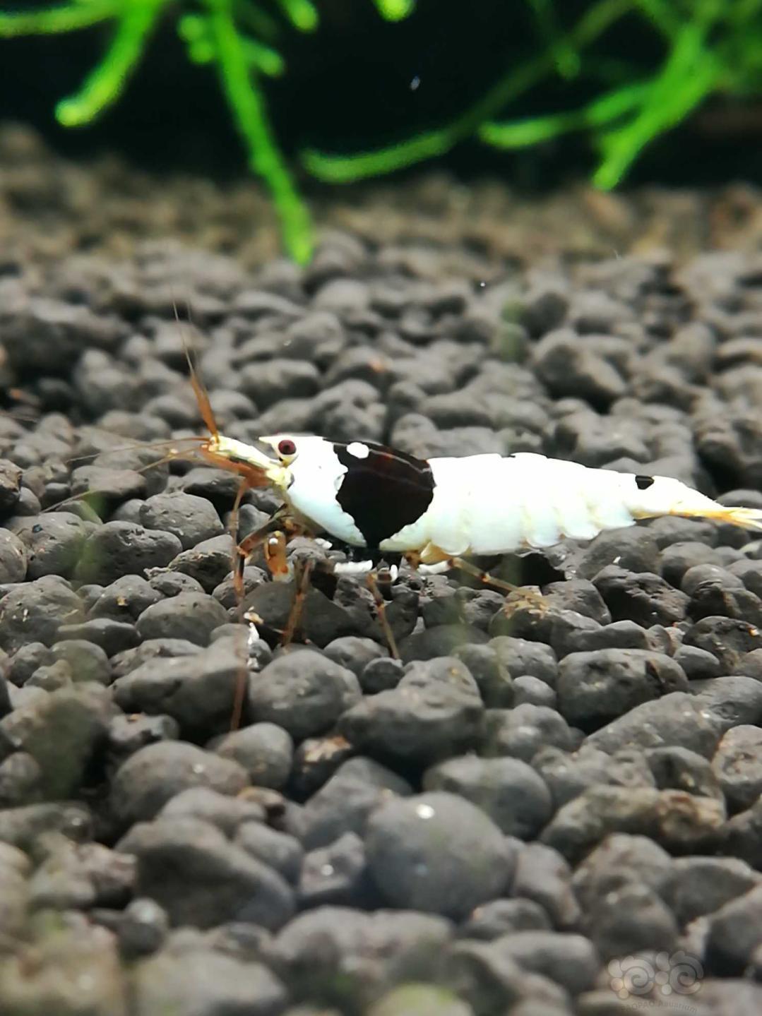 201903018rmb拍卖纯系黑白种虾1对一份2只