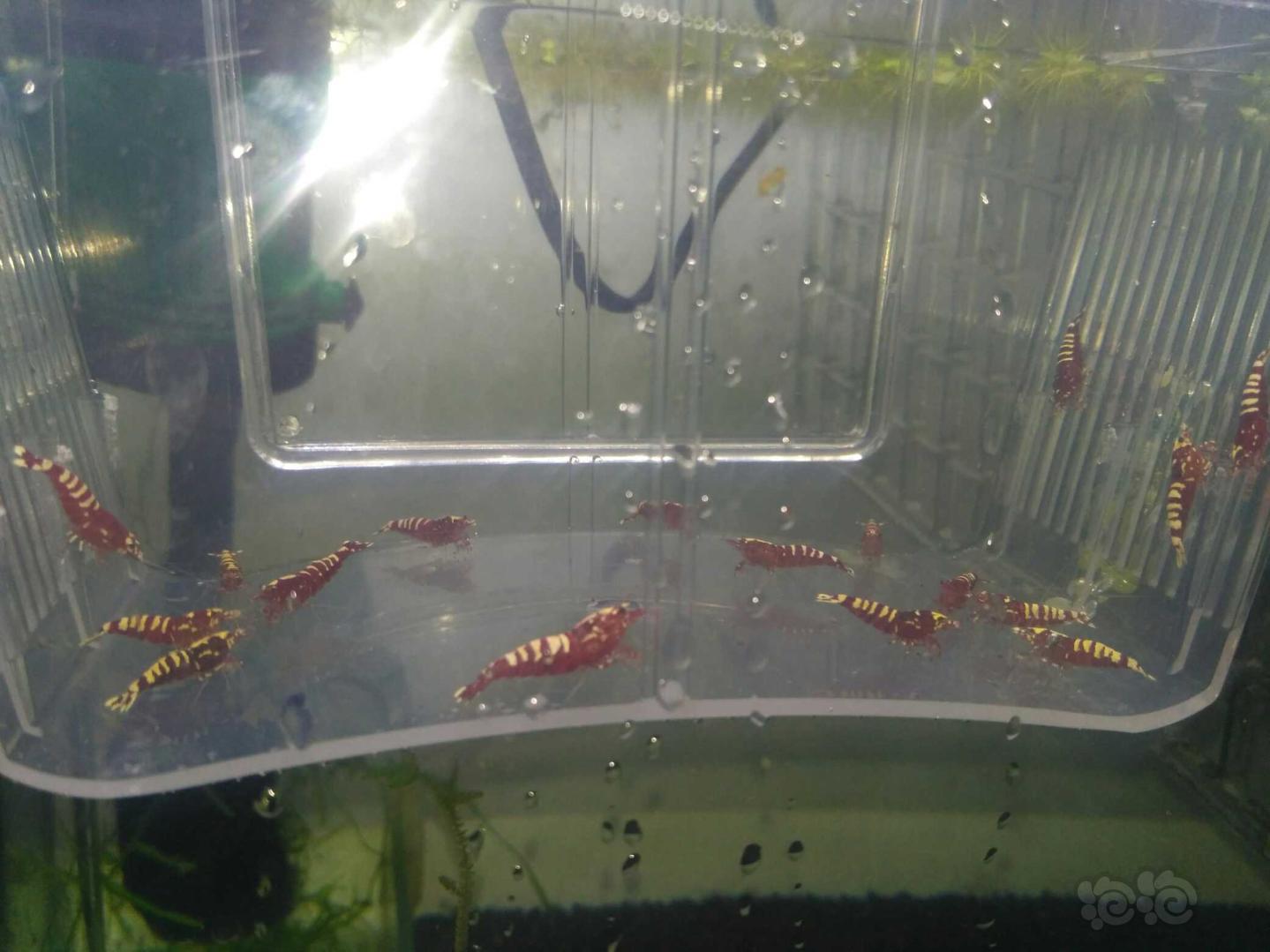 【虾】2019-03-19#RMB拍卖红银河水晶虾一份20只-图4