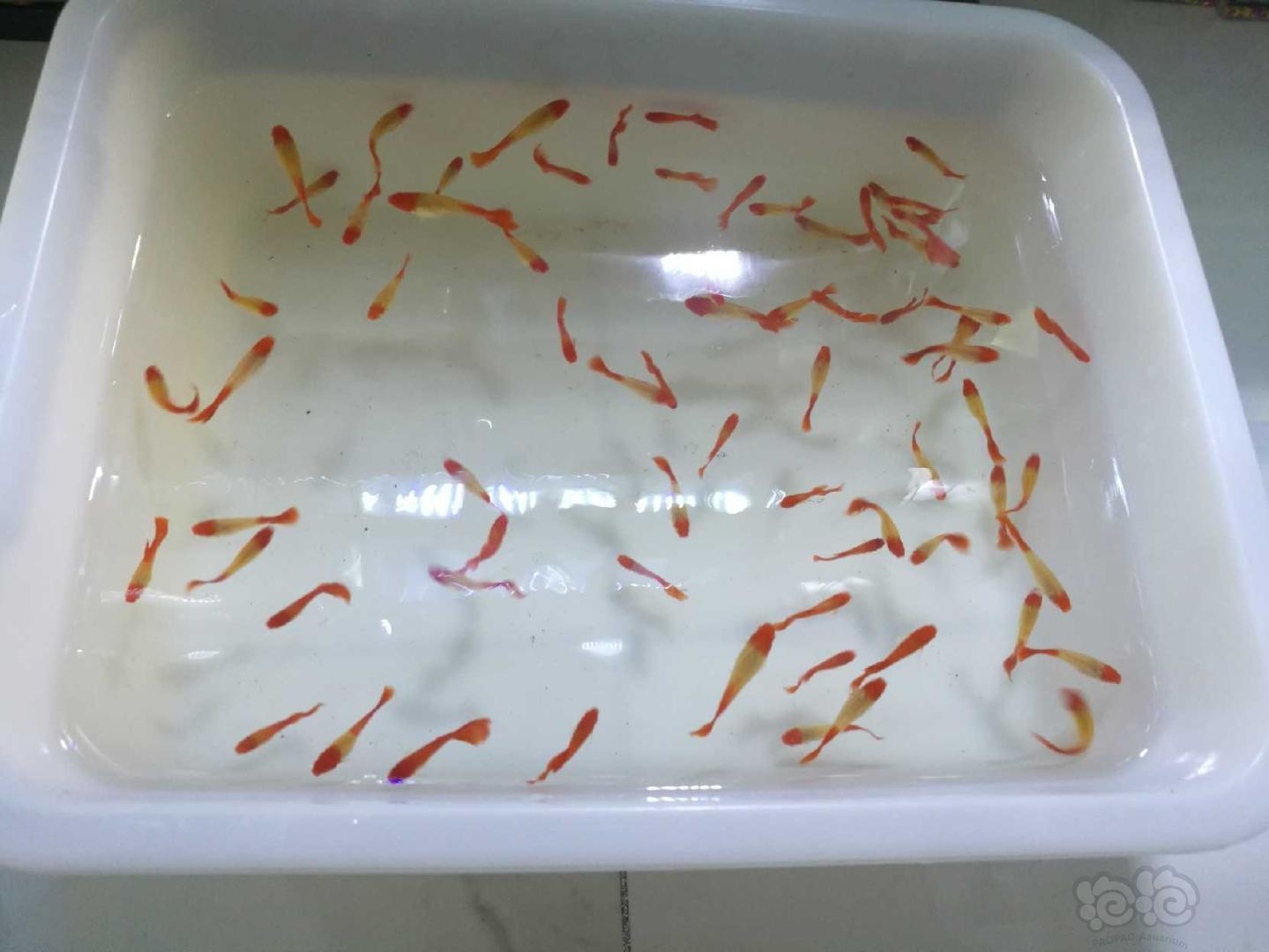 【热带鱼】出水晶虾，珍珠鼠鱼，鸿运当头孔雀鱼-图9