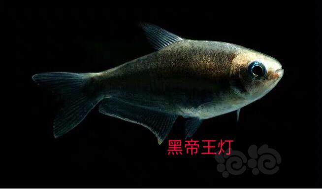 【热带鱼】鱼房特惠出虾和鱼-图6