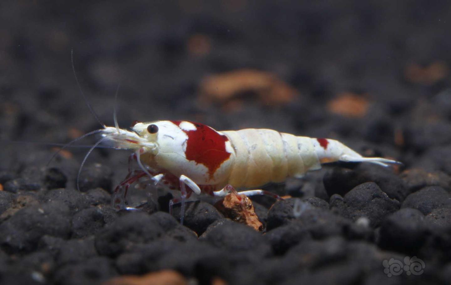 【虾】2019-03-04#RMB拍卖纯系红白繁殖组5公7母白区一份12只-图5