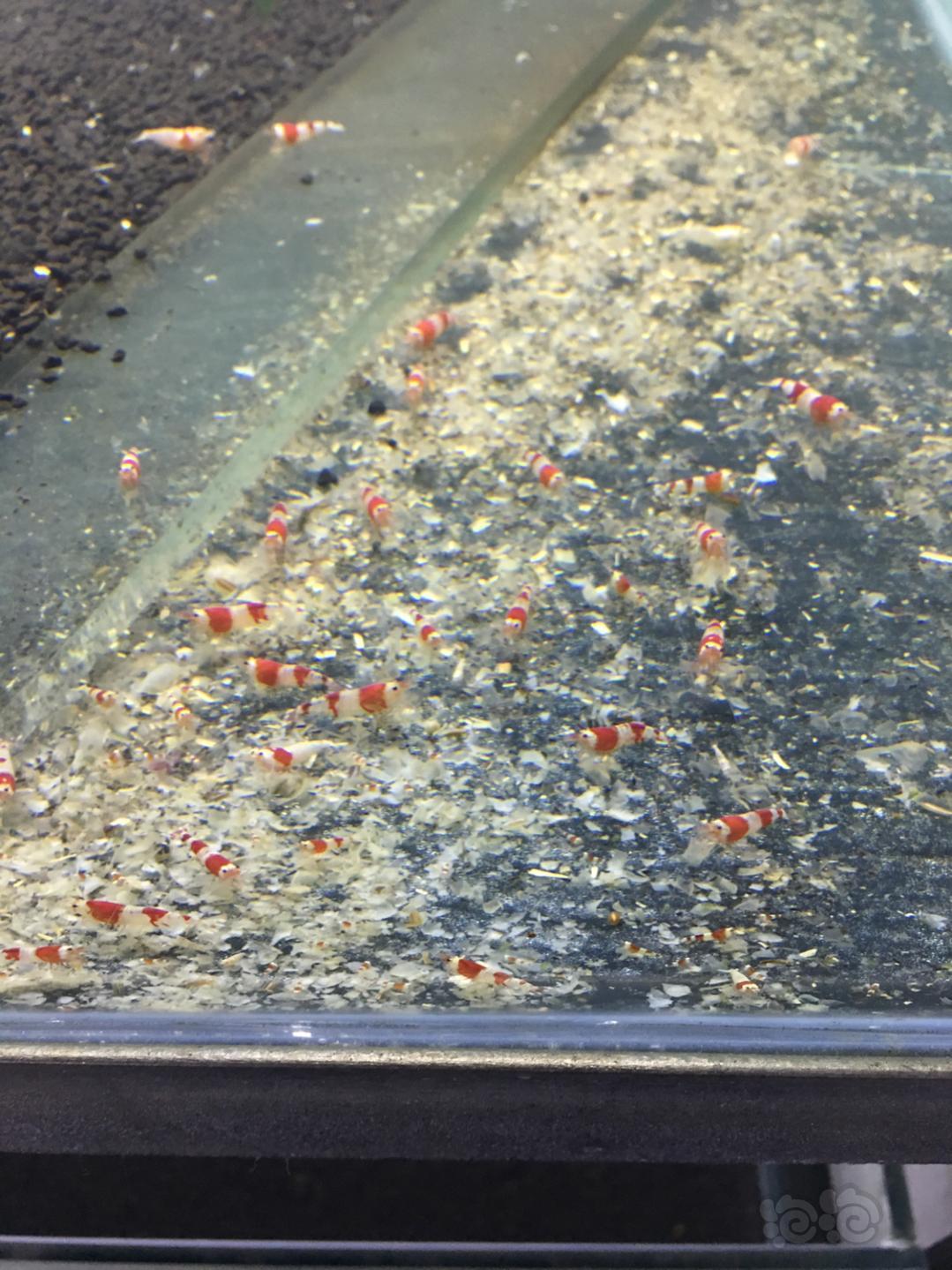 出红白练水晶虾-图2