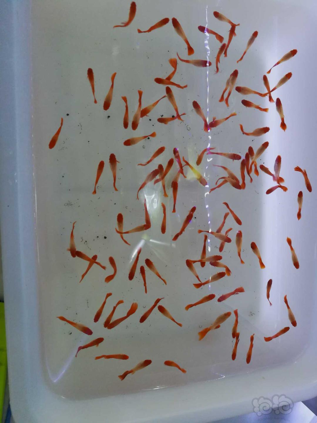 【热带鱼】水晶虾，金线金鼠，鸿运当头，胡子大帆-图2
