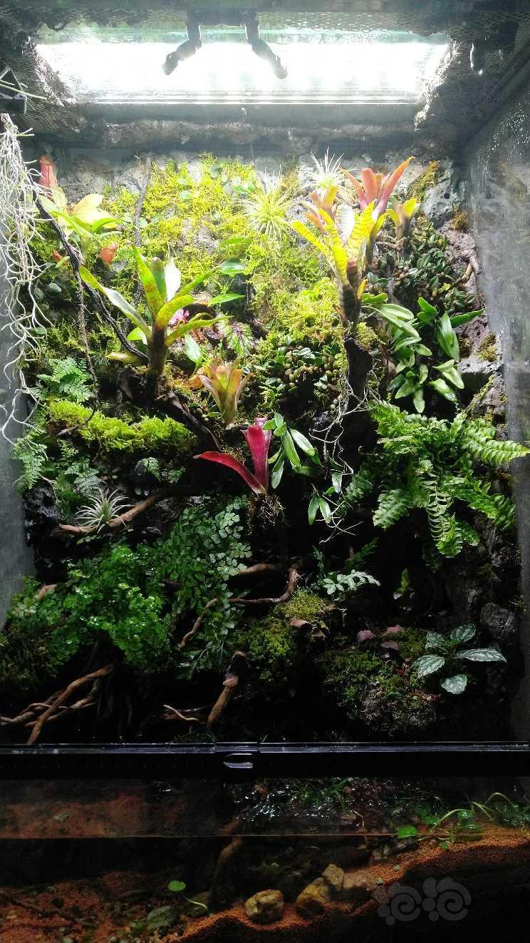 雨林新开两个月的缸