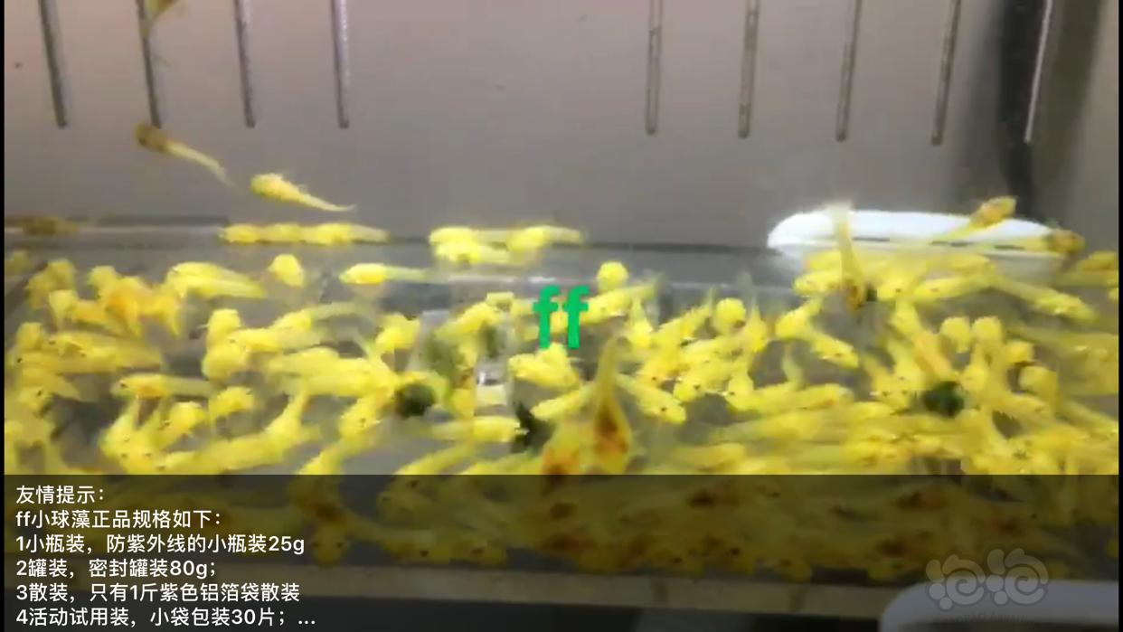 【用品】2019-03-13#RMB拍卖小球藻片一瓶25g水晶虾/观赏螺，素食异形胡子大帆功能型饲料-图3