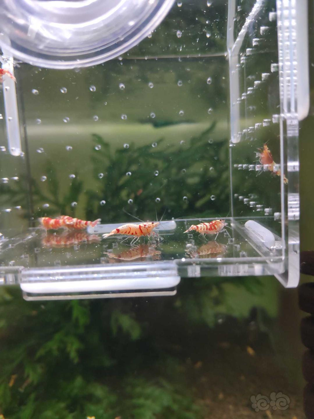 【虾】2019-3-27#RMB拍卖红花虎5只-图6