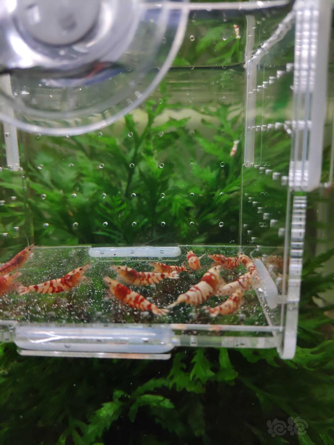 【虾】2019-03-31#RMB拍卖红花虎（虎晶）11只-图4