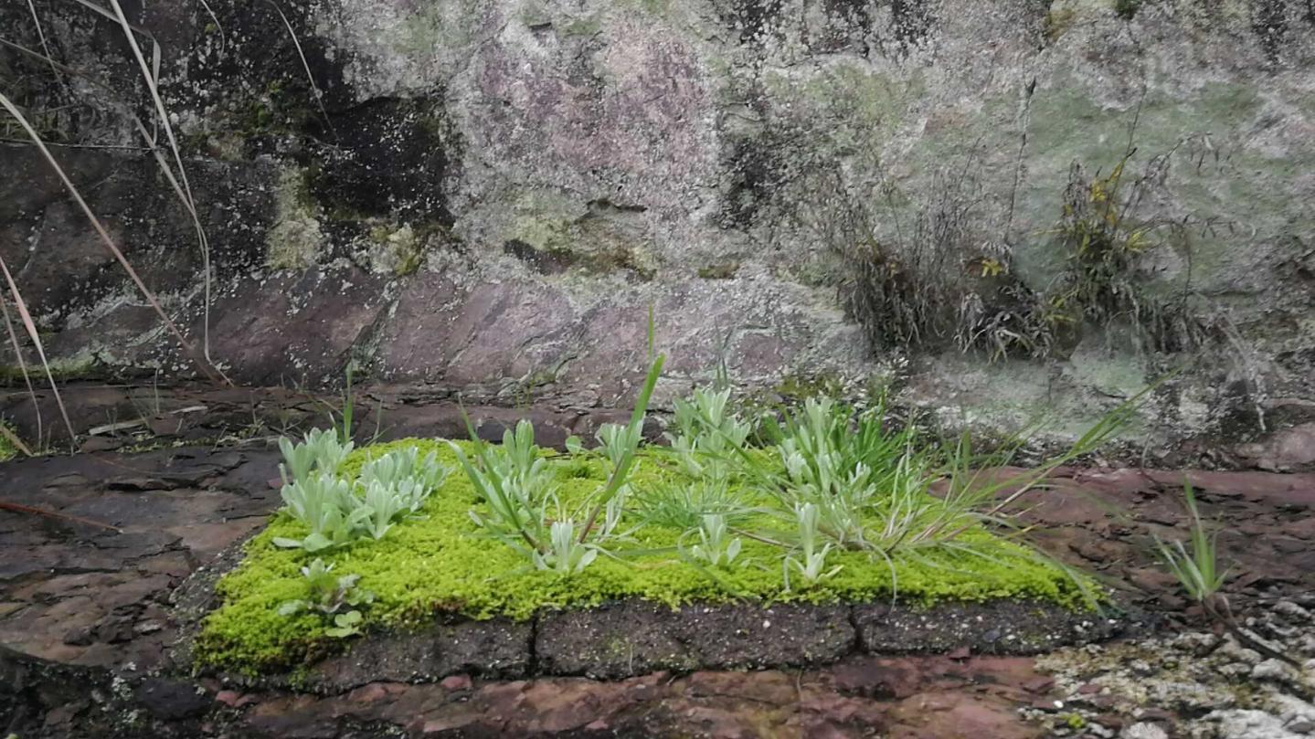 【苔藓】开春了，山野绿油油-图3