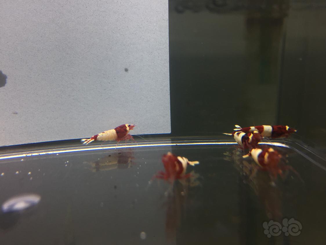 【虾】2019-03-20#RMB拍卖酒红白躯，禁丸组合15只-图4
