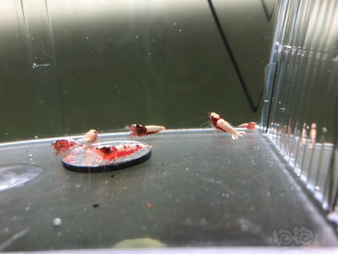 【虾】2019-03-22#RMB拍卖淘汰红银河水晶虾15只-图1