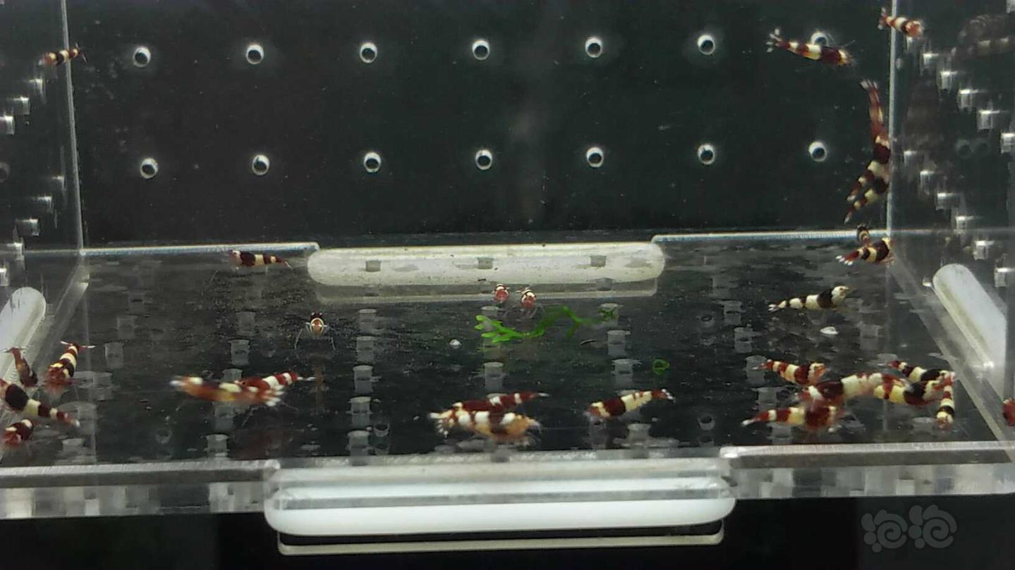 【虾】2019-03-16#RMB拍卖酒红水晶虾一份30只-图1
