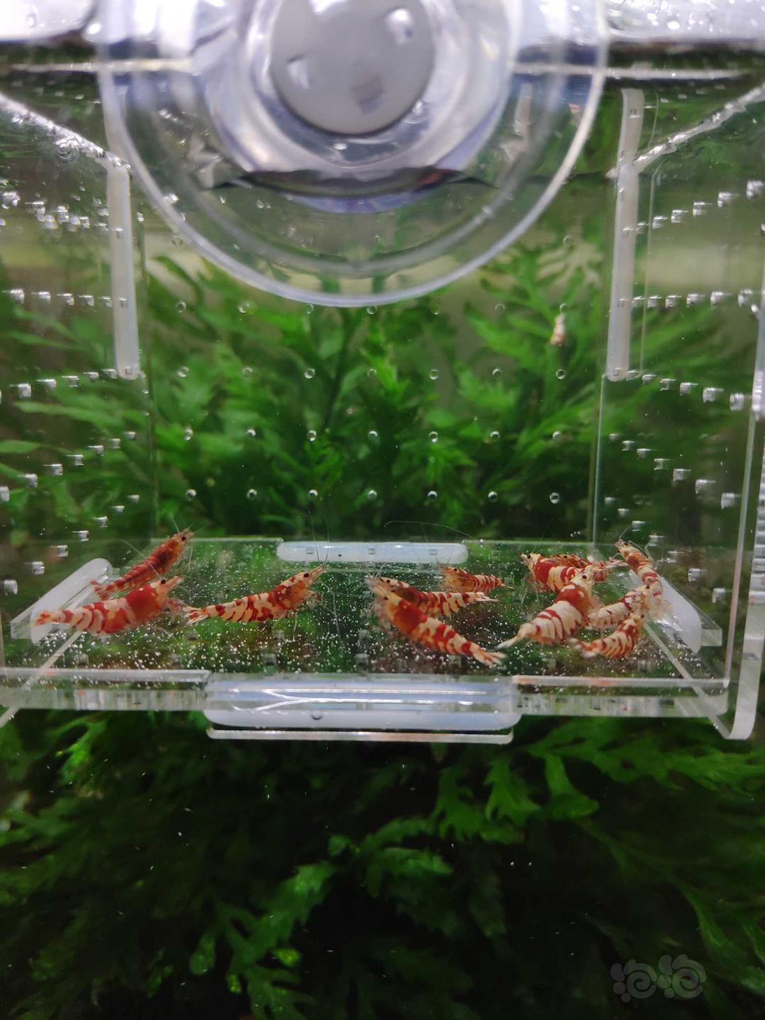 【虾】2019-03-31#RMB拍卖红花虎（虎晶）11只-图5