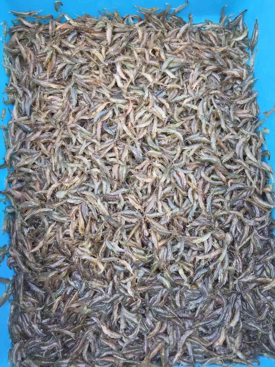 大量出野生定水黑壳虾-图2