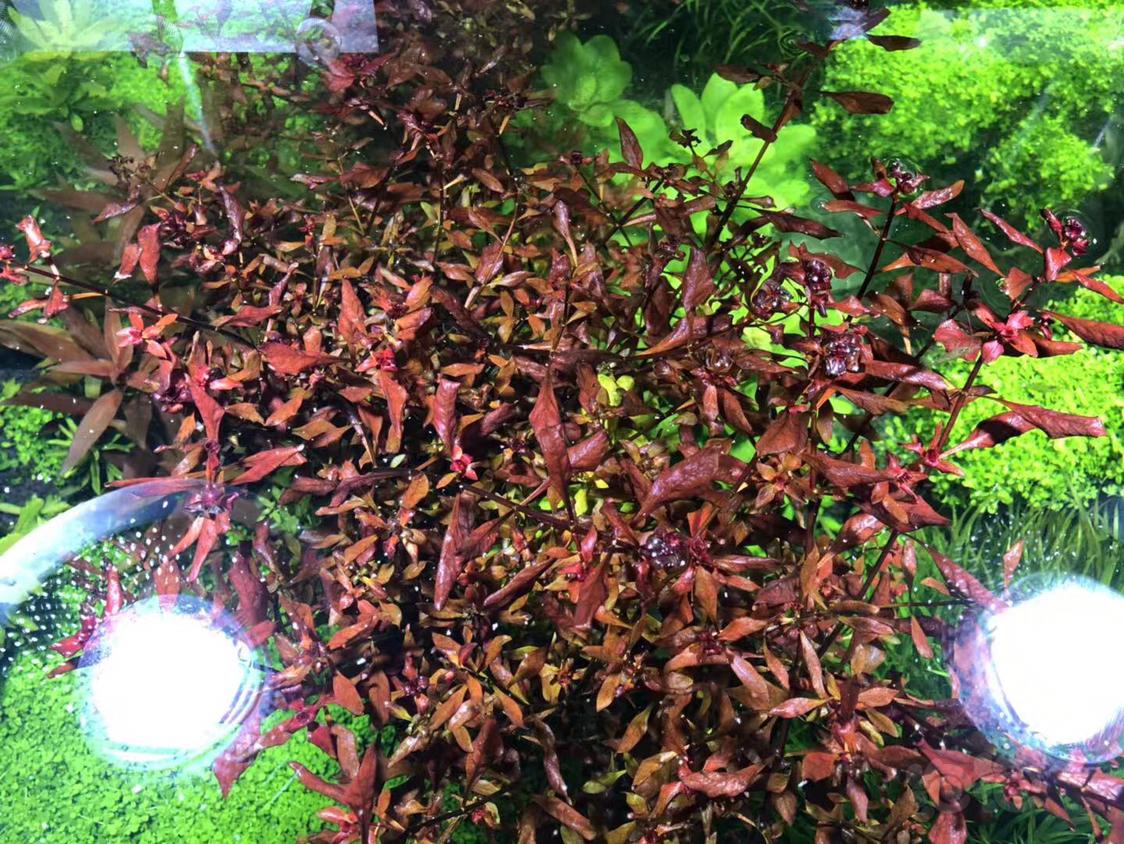 出紫红丁香红宫廷日本箦藻爬地珍珠-图1