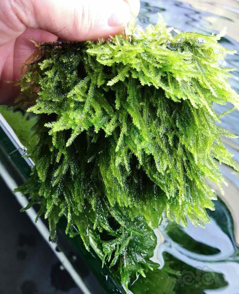 出爬地松茸垂泪水晶珊瑚莫斯叉住羽裂挖耳