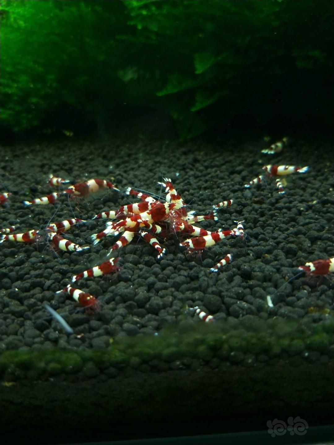 出酒红水晶虾-图5