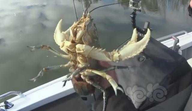 龙虾中的战斗虾！重型铠甲龙虾，全球最霸气的巨型螯虾-图2