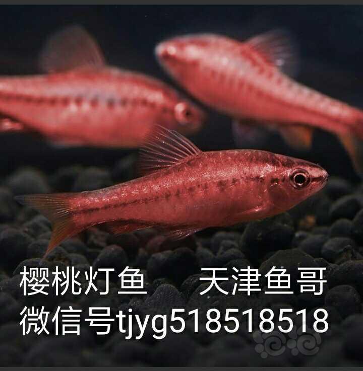 【热带鱼】天津鱼哥水族店  樱桃灯鱼-图1
