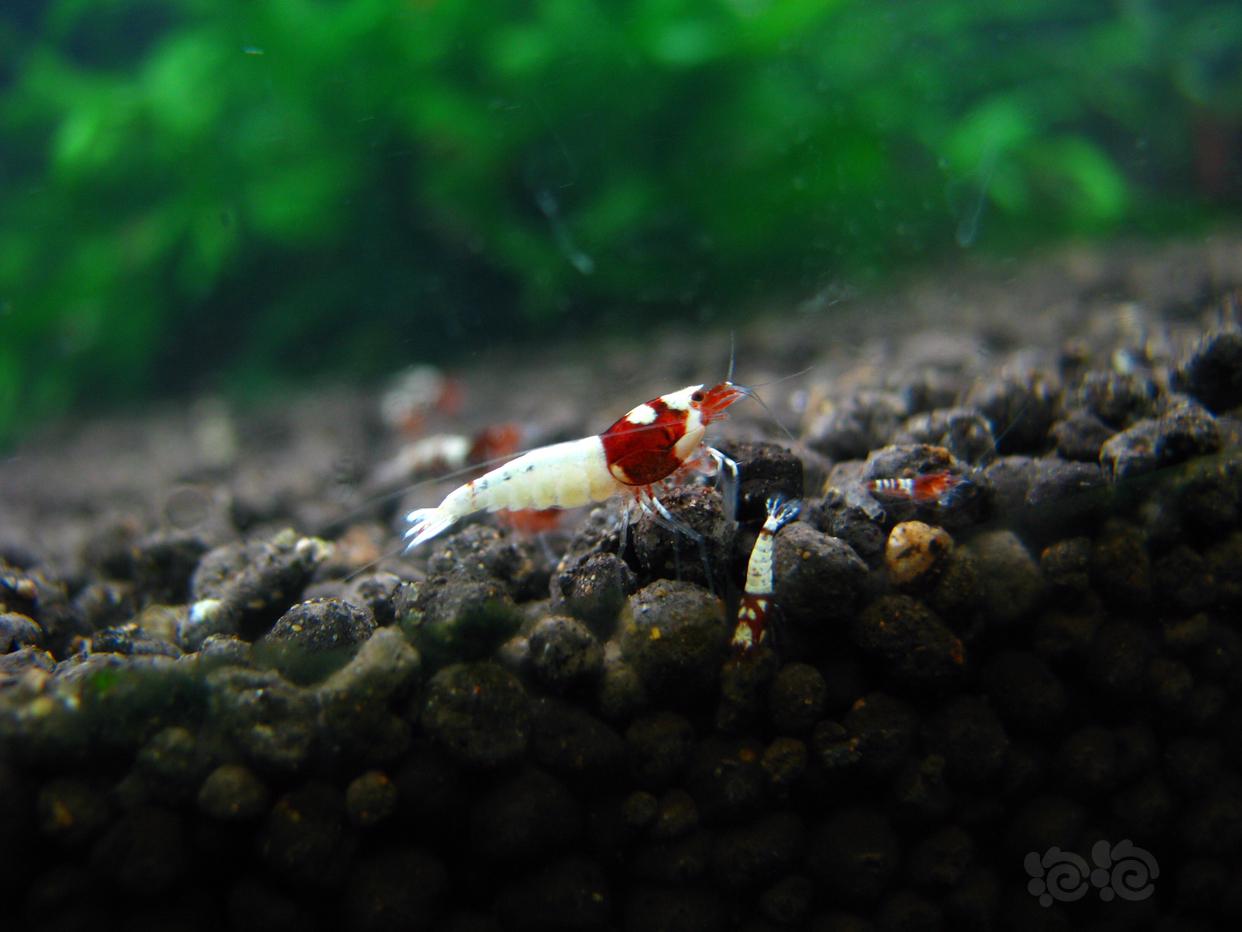 【水晶虾】合肥出深色洞头，亚成0.6至1.2，每只6元，同城自提。VX：laowang1648-图4
