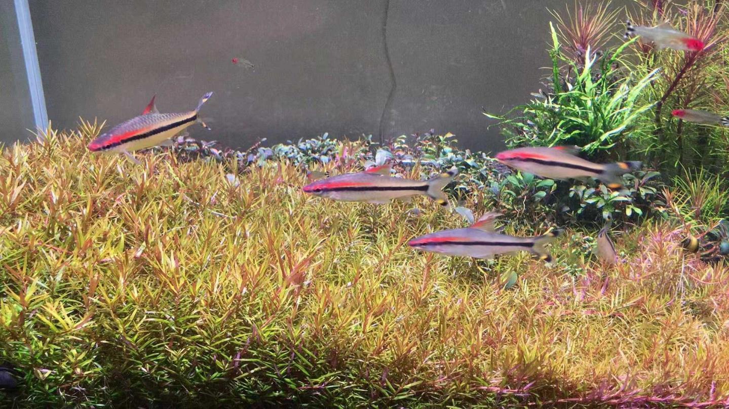 【水草】翻缸出一批红头趴趴熊,经典红色前景水草,打头50-60棵,发货地