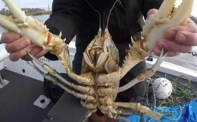 龙虾中的战斗虾！重型铠甲龙虾，全球最霸气的巨型螯虾-图3