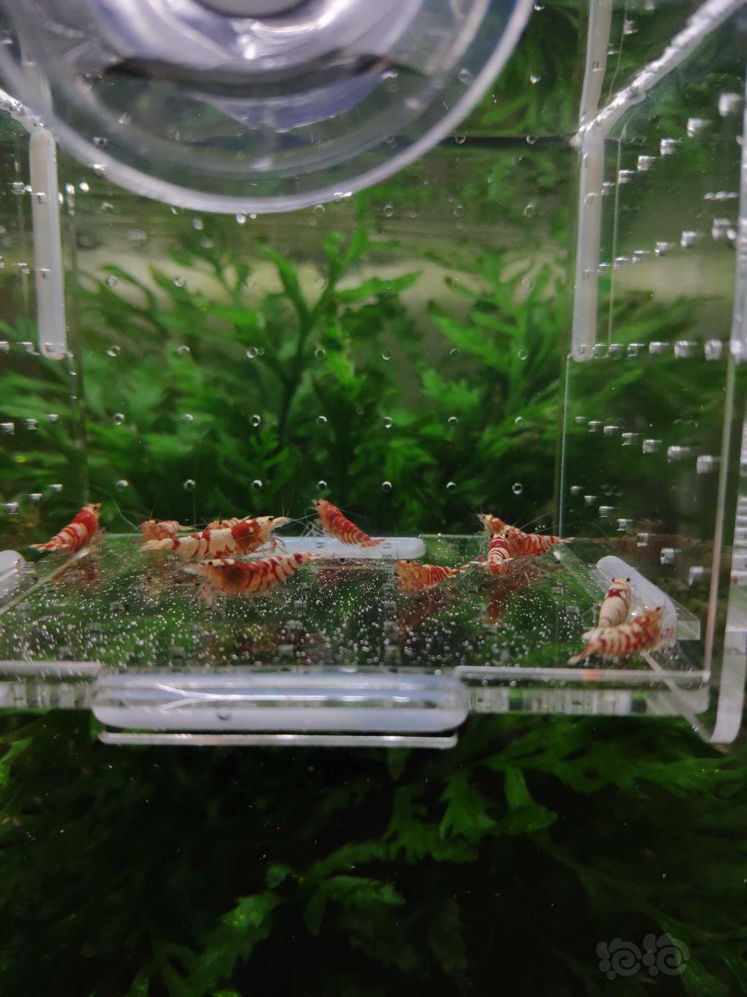【虾】2019-03-31#RMB拍卖红花虎（虎晶）11只-图6