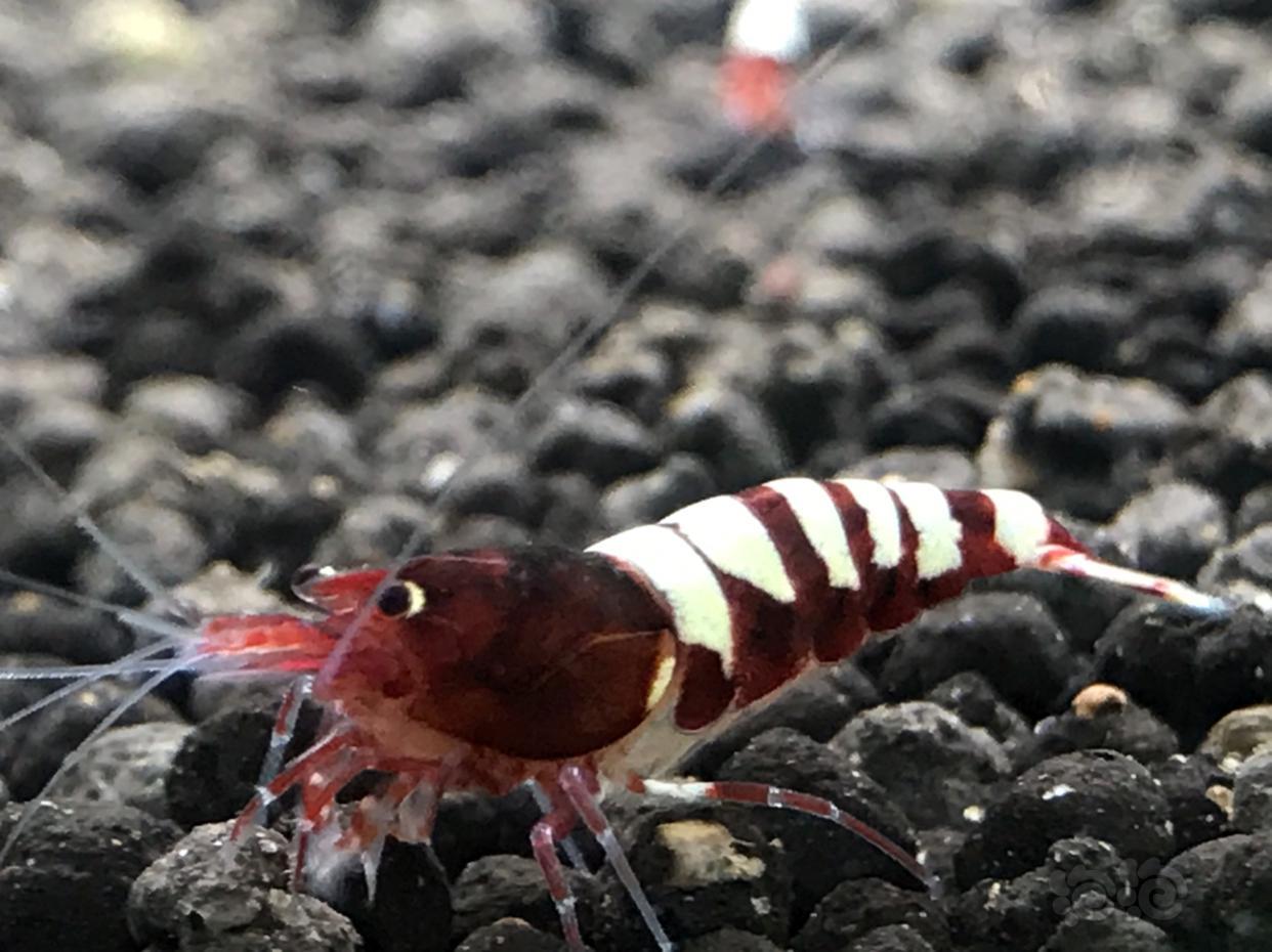 看看喜欢的斑马