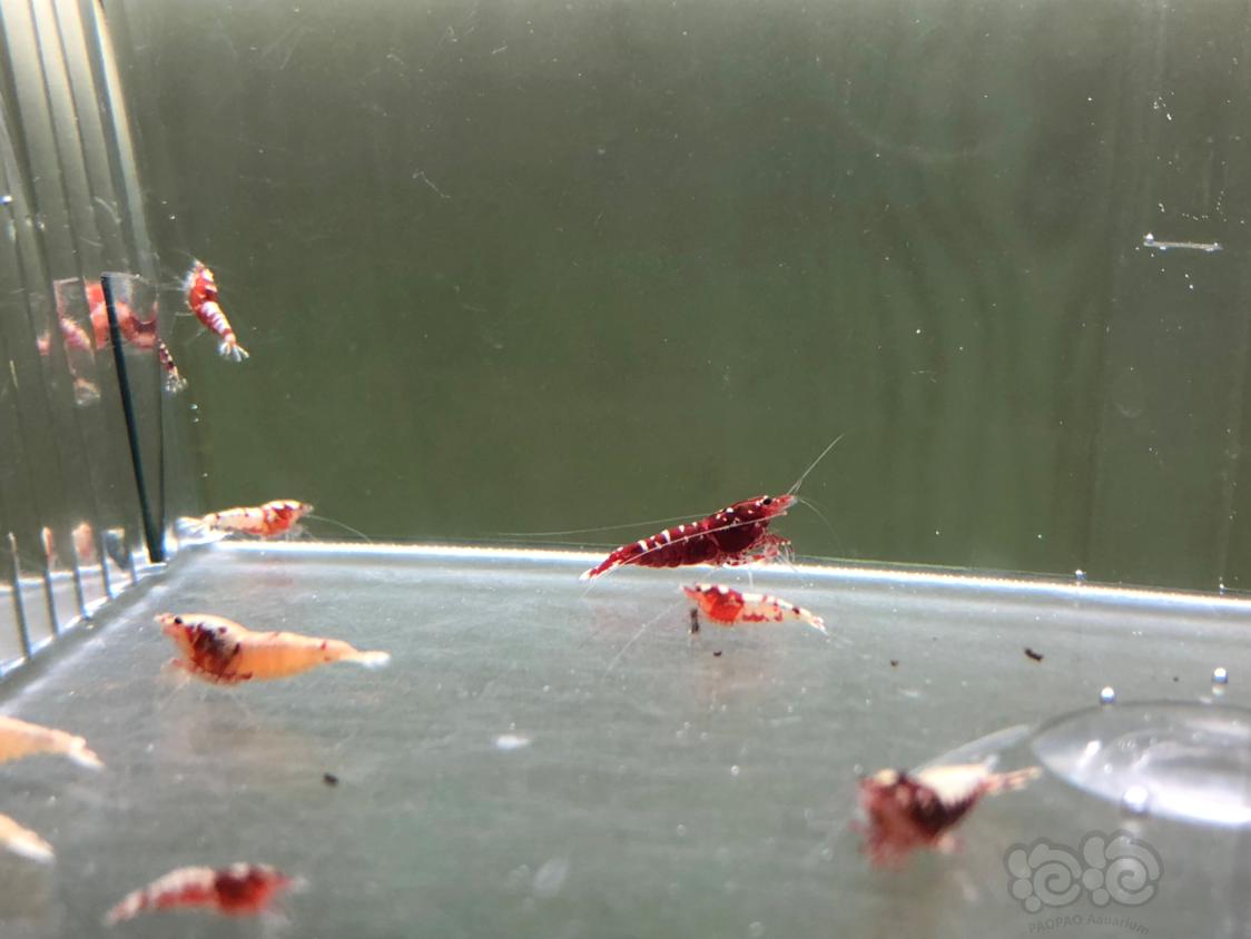 【虾】2019-03-22#RMB拍卖淘汰红银河水晶虾15只-图5