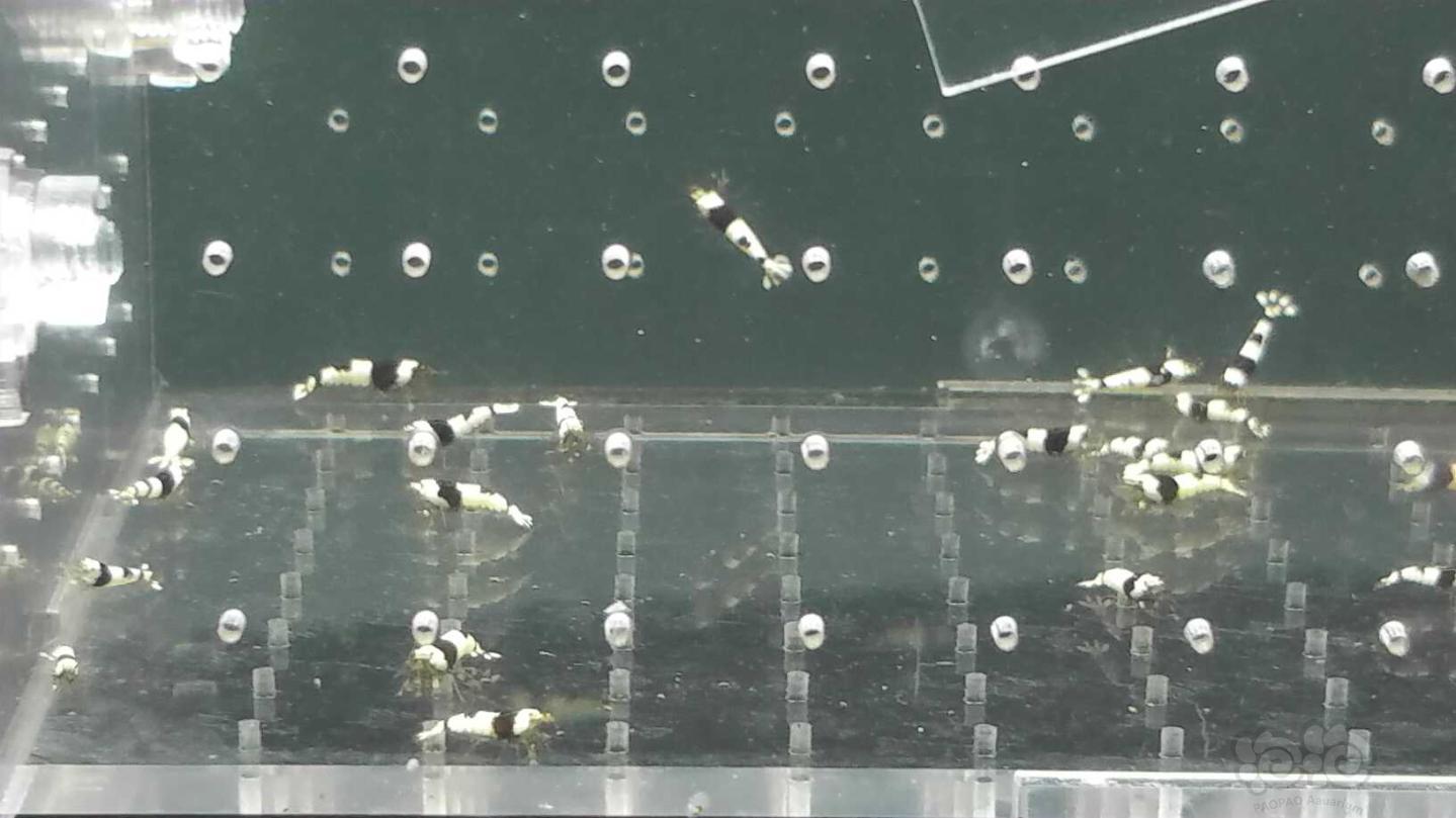 【虾】2019-03-10#RMB拍卖纯系黑白水晶虾一份40只-图1