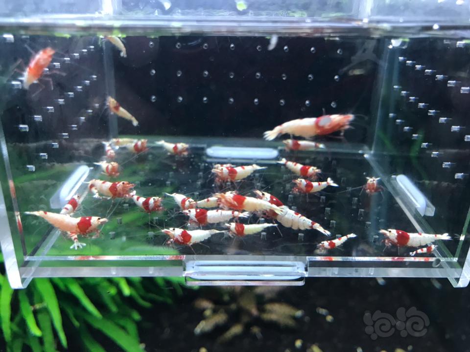 【虾】2019-03-11# RMB拍卖纯血红白 30 只一份-图1