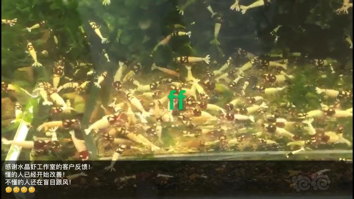 【用品】2019-03-13#RMB拍卖小球藻片一瓶25g水晶虾/观赏螺，素食异形胡子大帆功能型饲料-图7