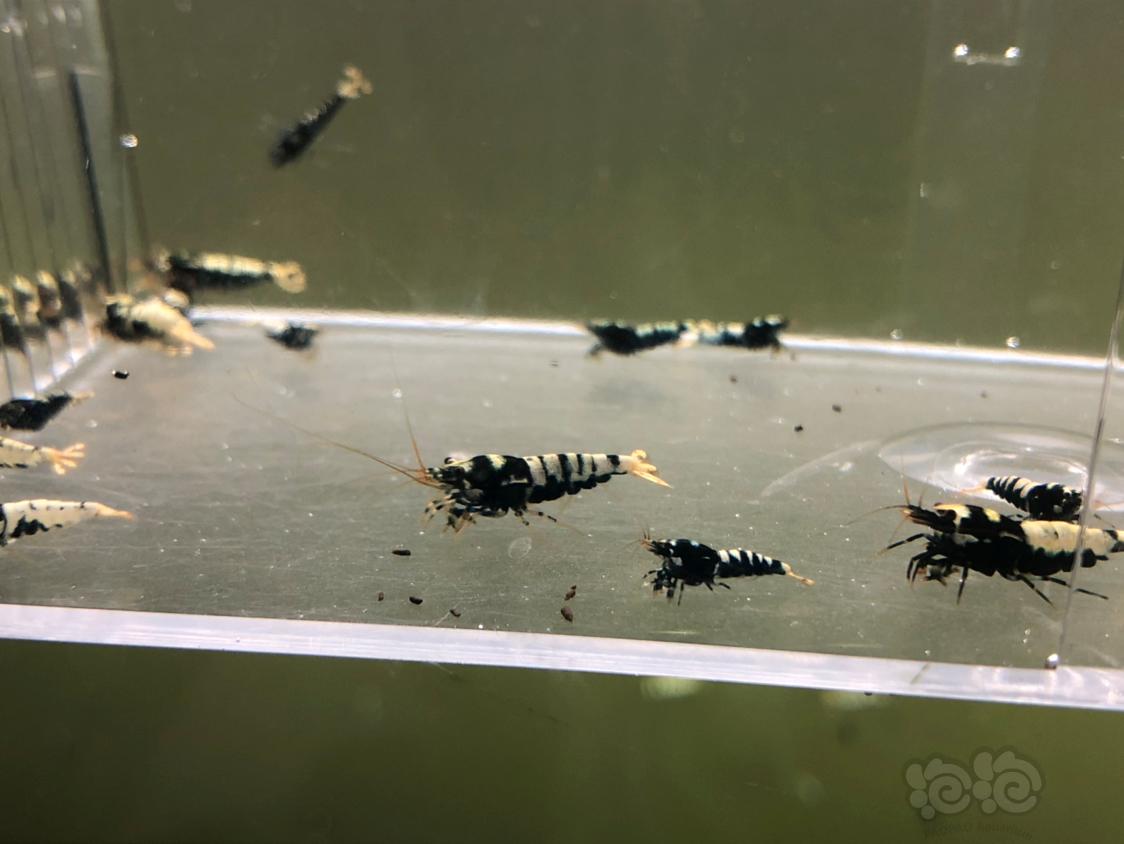 【虾】2019-03-31#RMB拍卖黑银河水晶虾20只-图7