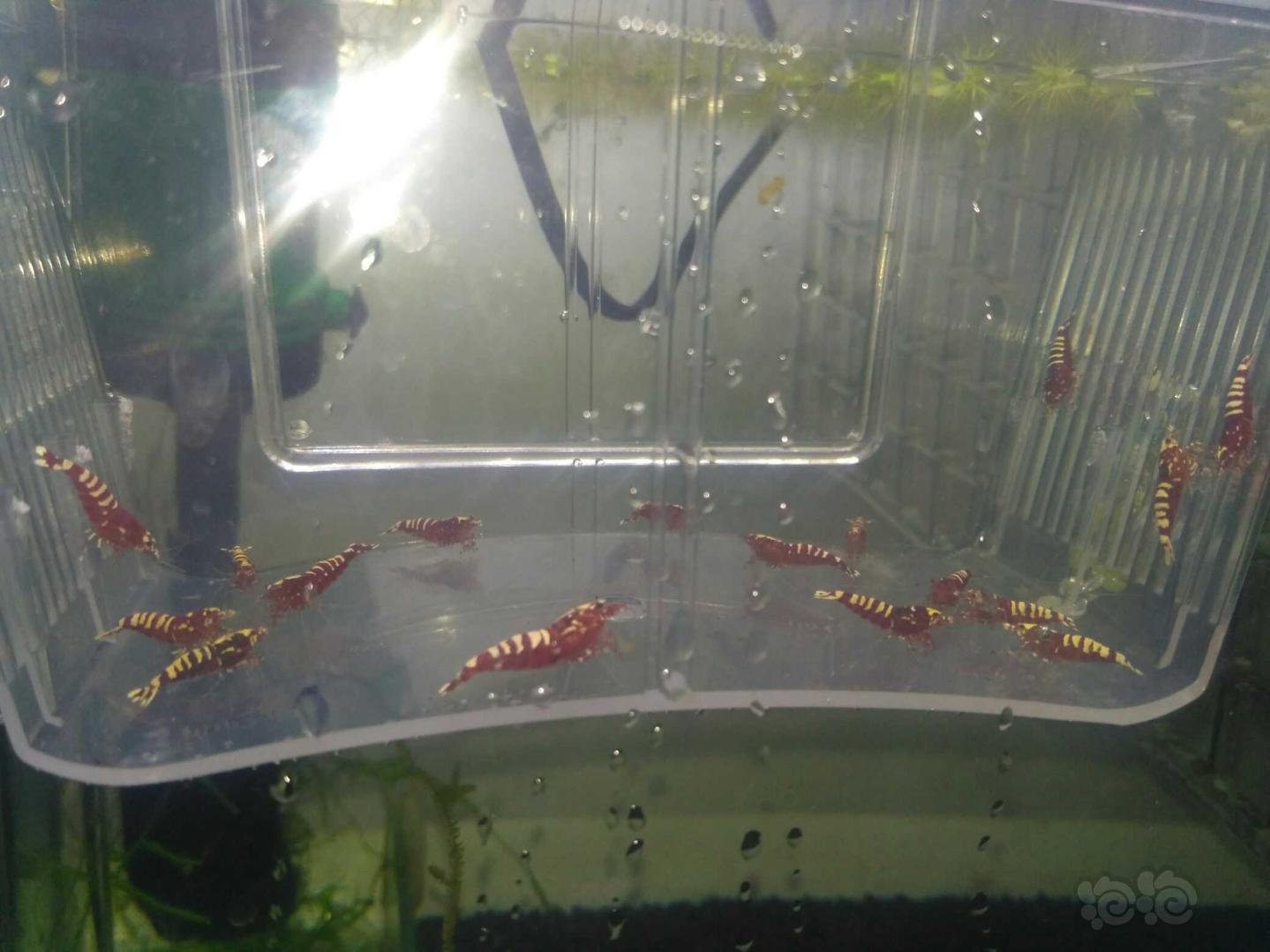 【虾】2019-03-19#RMB拍卖红银河水晶虾一份20只-图3