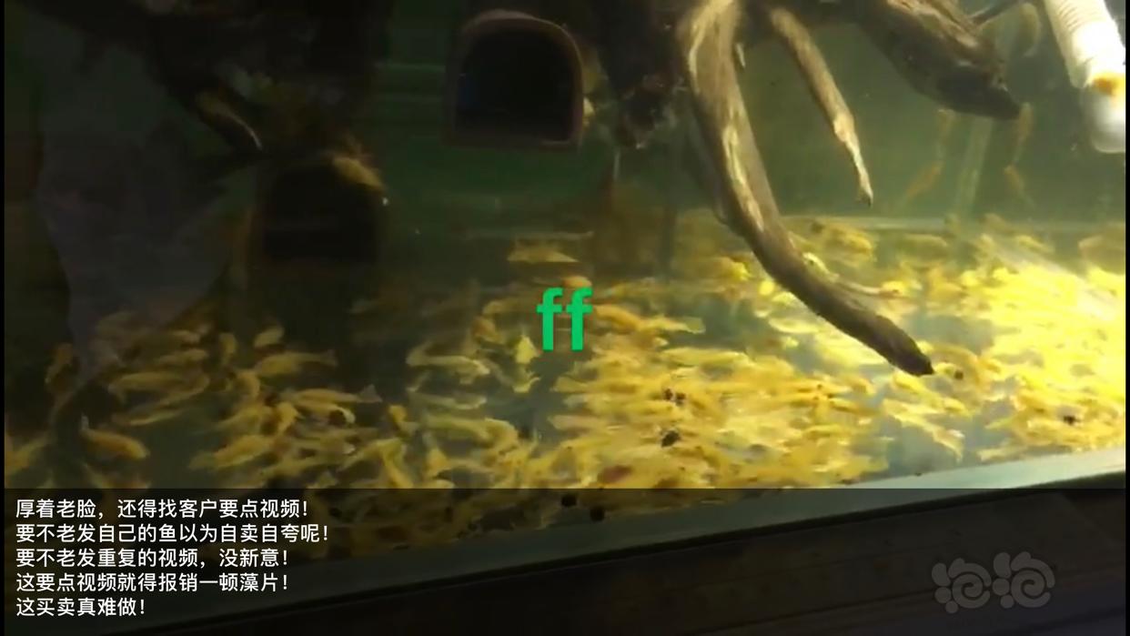 【用品】2019-03-13#RMB拍卖小球藻片一罐80g水晶虾/观赏螺，素食异形胡子大帆功能型饲料-图4