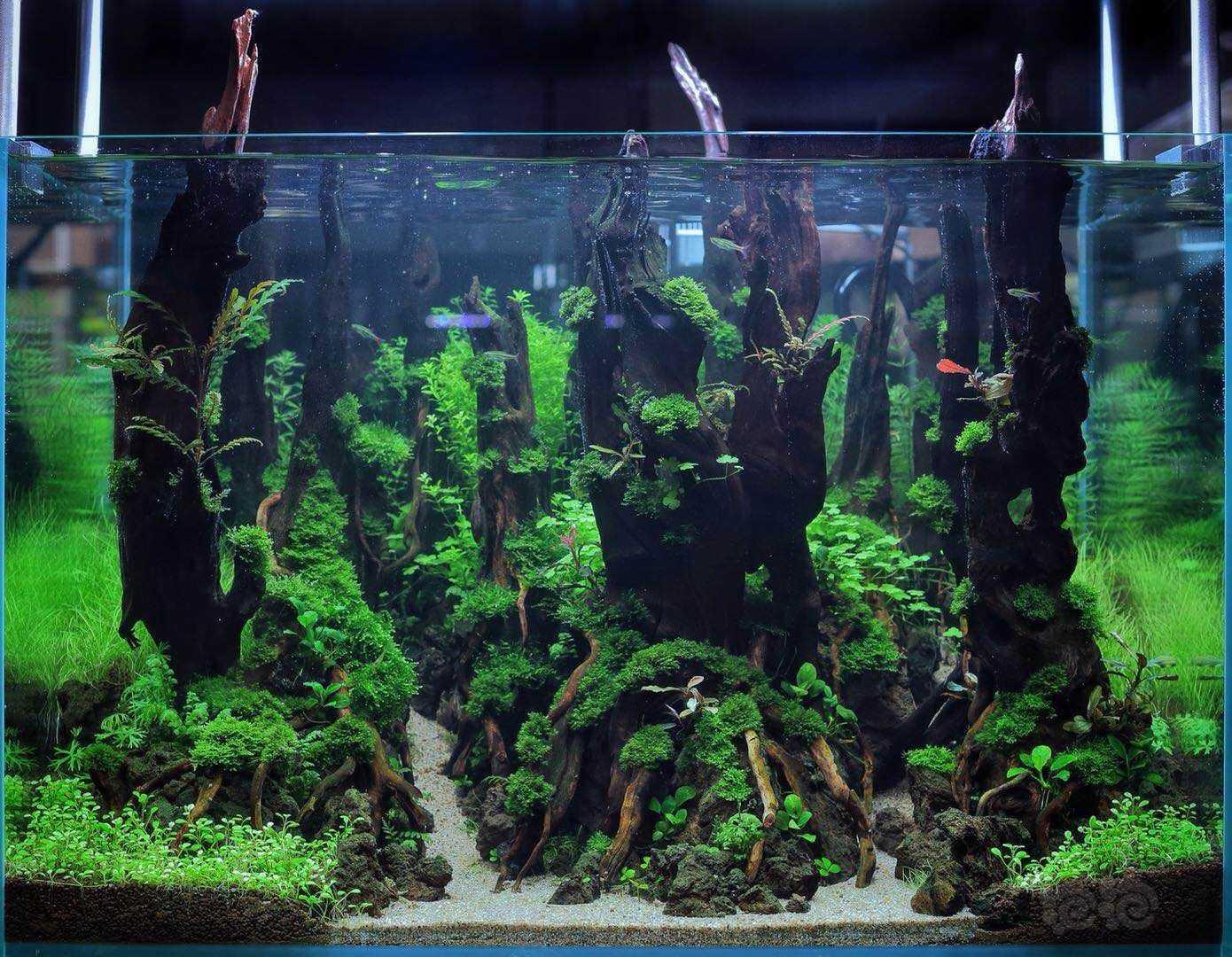 水草造景和种植 80 70 55森林景快给朋友分享吧!